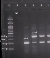 Jundishapur J Microbiol